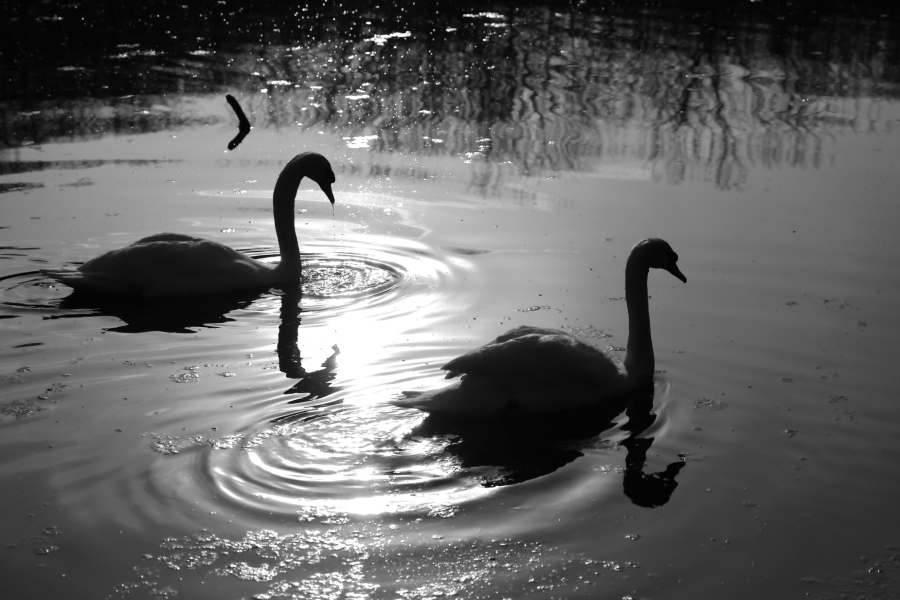 2013 03 31 IMG 01129ebw